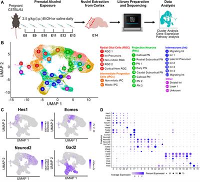 Cell type-specific changes in Wnt signaling and neuronal differentiation in the developing mouse cortex after prenatal alcohol exposure during neurogenesis